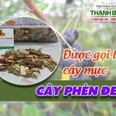 Mua bán cây phèn đen ở quận Tân Bình giúp trị suy giảm chức năng thận tốt nhất