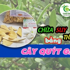 Mua bán cây quýt gai tại quận 3 dùng để điều trị thận hư thận yếu