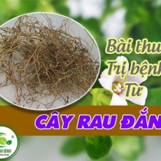 Mua bán cây rau đắng tại TP.HCM uy tín chất lượng tốt nhất