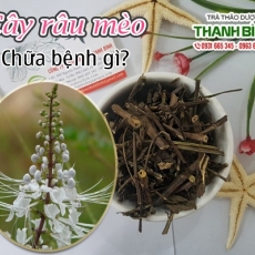 Mua bán cây râu mèo ở quận Tân Phú có tác dụng giảm chứng nước tiểu đục hiệu quả tốt