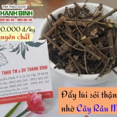 Mua bán cây râu mèo tại quận 10 có tác dụng chữa trị viêm bàng quang hiệu quả tốt nhất