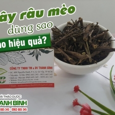Mua bán cây râu mèo tại TP.HCM uy tín chất lượng tốt nhất