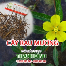 Mua bán cây rau mương ở quận Bình Thạnh giúp điều trị bệnh viêm họng