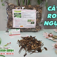 Mua bán cây roi ngựa ở huyện Bình Chánh làm mát gan chữa mụn nhọt