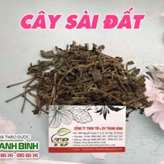 Mua bán cây sài đất ở quận Thủ Đức có tác dụng trị sốt thấp khớp an toàn hiệu quả nhất