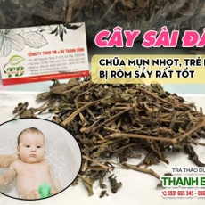 Mua bán cây sài đất tại TP.HCM uy tín chất lượng tốt nhất
