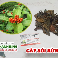 Mua bán cây sói rừng tại quận 9 có tác dụng điều trị men gan cao