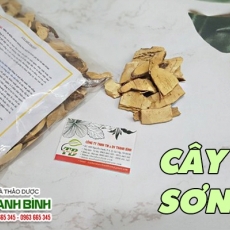 Mua bán cây sơn tại TP.HCM uy tín chất lượng tốt nhất