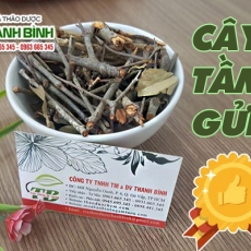 Mua bán cây tầm gửi tại quận 7 có khả năng trị viêm đường tiết niệu rất hiệu quả tốt nhất