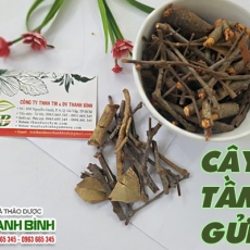 Mua bán cây tầm gửi tại TP.HCM uy tín chất lượng tốt nhất