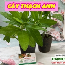 Mua bán cây thạch anh tại TP.HCM uy tín chất lượng tốt nhất