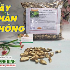 Mua bán cây thần thông tại quận 4 hỗ trợ điều trị viêm loét dạ dày