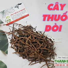 Mua bán cây thuốc dòi ở quận Bình Thạnh có tác dụng trị viêm họng hiệu quả nhất