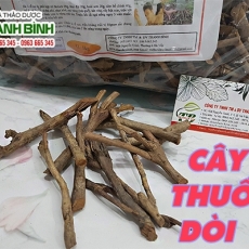 Mua bán cây thuốc dòi tại TP.HCM uy tín chất lượng tốt nhất