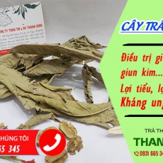Mua bán cây trâm bầu ở huyện Nhà Bè giúp tăng cường hệ tiêu hóa
