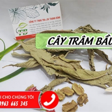 Mua bán cây trâm bầu ở quận Tân Bình hỗ trợ điều trị u bướu ung thư