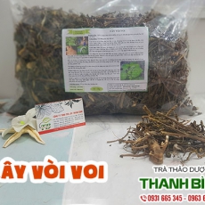 Mua bán cây vòi voi tại TP.HCM uy tín chất lượng tốt nhất