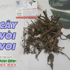 Mua bán cây vòi voi ở quận Thủ Đức có tác dụng trị phong tê thấp an toàn hiệu quả nhất