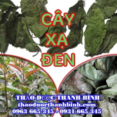 Mua bán cây xạ đen tại Bình Định giúp mát gan trị ung thư gan máu nhiễm mỡ hiệu quả