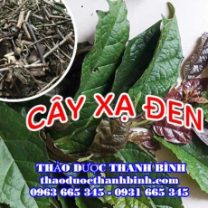 Mua bán cây xạ đen tại Bình Định uy tín chất lượng nhất
