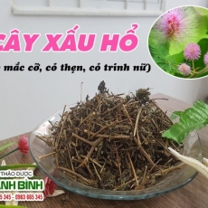 Mua bán cây xấu hổ ở huyện Nhà Bè giúp trị men gan cao tốt nhất