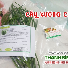 Mua bán cây xương cá ở quận Tân Bình giúp điều trị mụn cóc hiệu quả