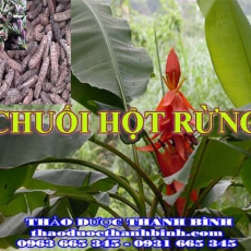 Mua bán chuối hột rừng tại Bà Rịa - Vũng Tàu uy tín chất lượng nhất