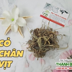 Mua bán cỏ chân vịt tại TP.HCM uy tín chất lượng tốt nhất