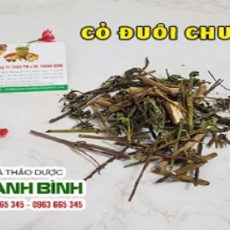 Mua bán cỏ đuôi chuột tại huyện Đan Phượng giúp tăng cường sức khỏe chất lượng nhất