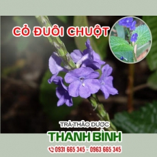 Mua bán cỏ đuôi chuột tại quận 8 giúp hạ đường huyết lưu thông huyết mạch