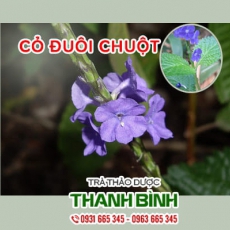 Mua bán cỏ đuôi chuột tại quận Cầu Giấy giúp điều trị kiết lỵ hiệu quả nhất