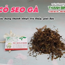 Mua bán cỏ seo gà tại TP.HCM uy tín chất lượng tốt nhất