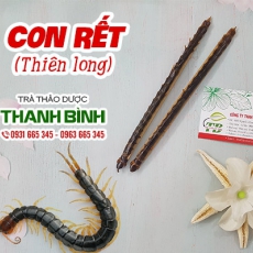 Mua bán con rết tại quận Ba Đình có tác dụng giảm đau hiệu quả