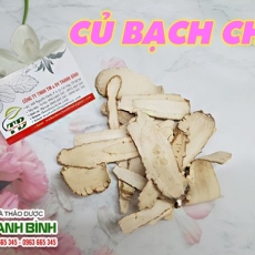 Mua bán củ bạch chỉ tại TP.HCM uy tín chất lượng tốt nhất