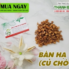 Mua bán củ chóc (bán hạ) tại TP.HCM uy tín chất lượng tốt nhất