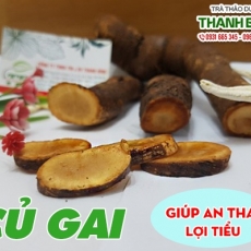 Mua bán củ gai tại TP.HCM uy tín chất lượng tốt nhất Mua bán củ gai tại TP.HCM uy tín chất lượng tốt nhất
