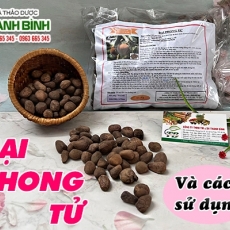 Mua bán đại phong tử tại TP.HCM uy tín chất lượng tốt nhất