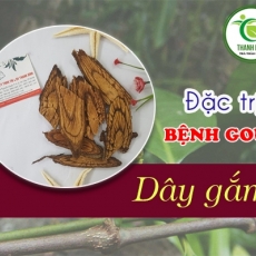Mua bán dây gắm ở quận Thủ Đức có tác dụng trị phong thấp an toàn hiệu quả