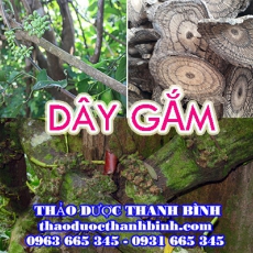 Mua bán dây gắm tại Đà Nẵng giúp điều trị bệnh gout phong thấp hiệu quả