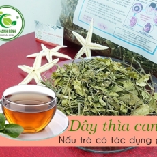 Mua bán dây thìa canh tại quận 5 giúp trị tiểu đường hiệu quả tốt nhất