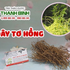 Mua bán dây tơ hồng ở quận Bình Thạnh chữa đau lưng mỏi gối hiệu quả