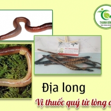 Mua bán địa long tại TP.HCM uy tín chất lượng tốt nhất