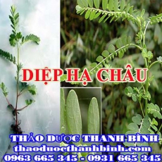 Mua bán diệp hạ châu tại Bến Tre uy tín chất lượng nhất