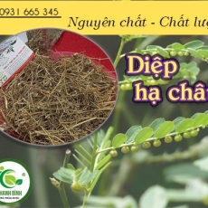 Mua bán diệp hạ châu tại quận 2 có tác dụng giúp trị sỏi thận hiệu quả tốt nhất