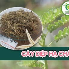 Mua bán diệp hạ châu tại TP.HCM uy tín chất lượng tốt nhất