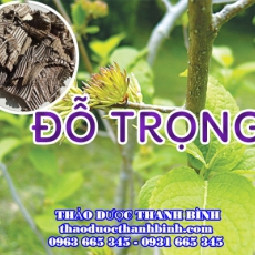 Mua bán đỗ trọng tại Cần Thơ giúp trị đau lưng đau nhức xương khớp hiệu quả