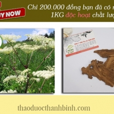 Mua bán độc hoạt ở quận Tân Bình giúp chữa trị viêm phế quản mãn tính tốt nhất