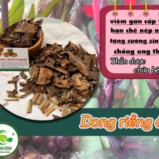 Mua bán dong riềng đỏ tại TP.HCM uy tín chất lượng tốt nhất