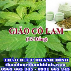 Mua bán giảo cổ lam (cỏ đắng) tại Bình Dương giúp giảm đường huyết an thần hiệu quả