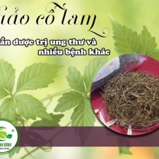 Mua bán giảo cổ lam ở quận Tân Bình giúp chữa trị tiểu đường tốt nhất